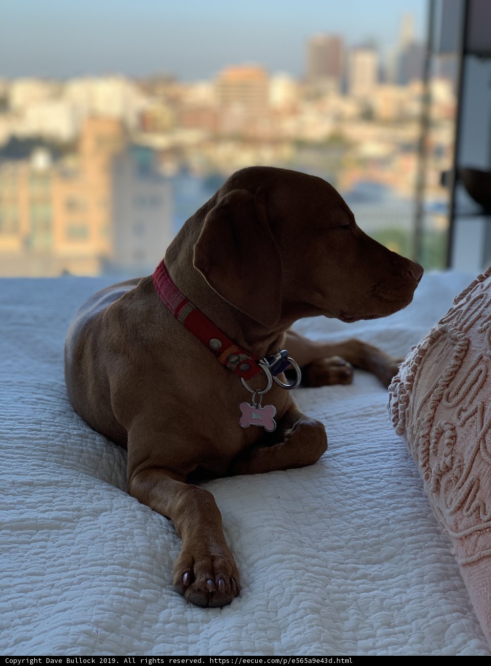 City Pup Lounge