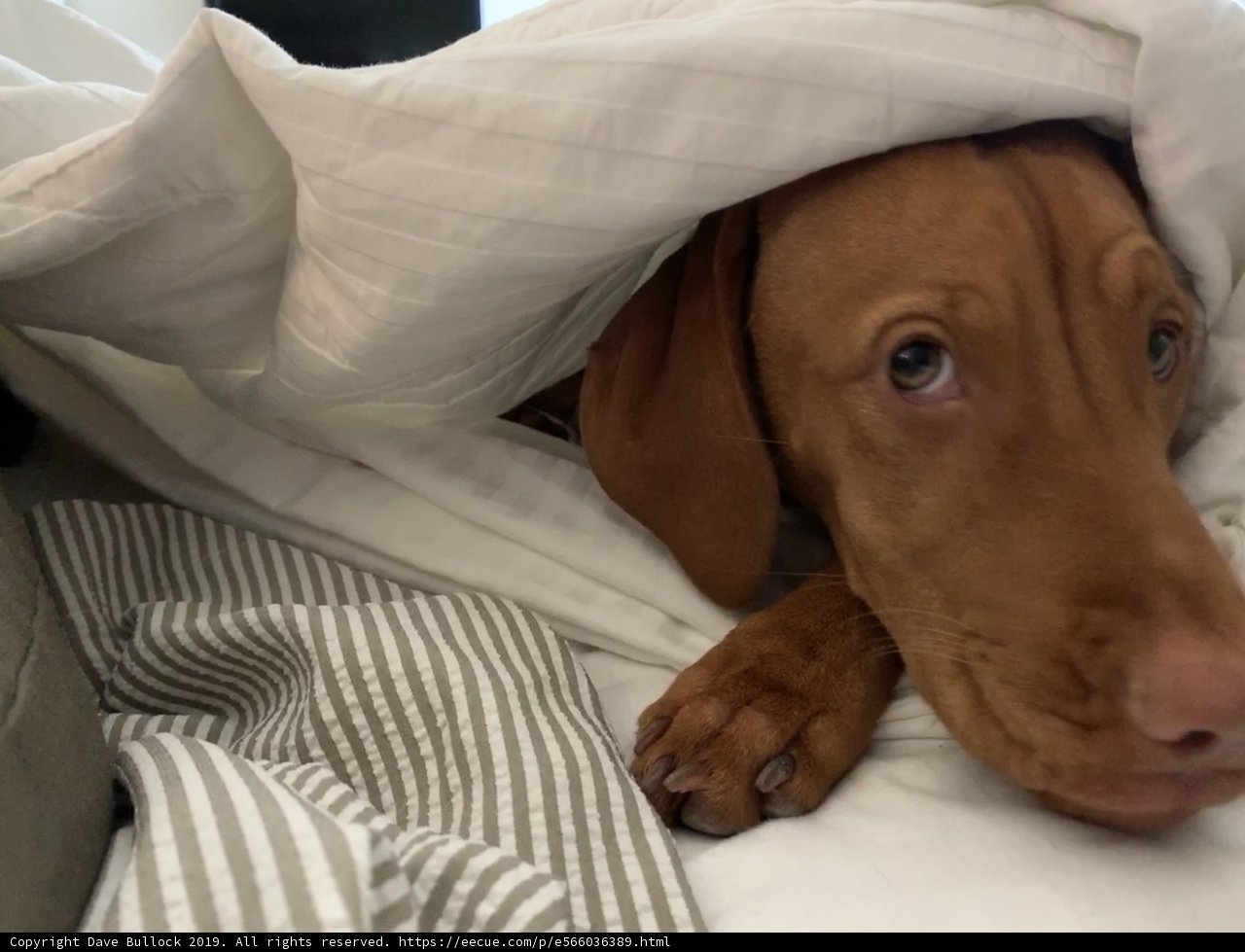 Cozy Canine