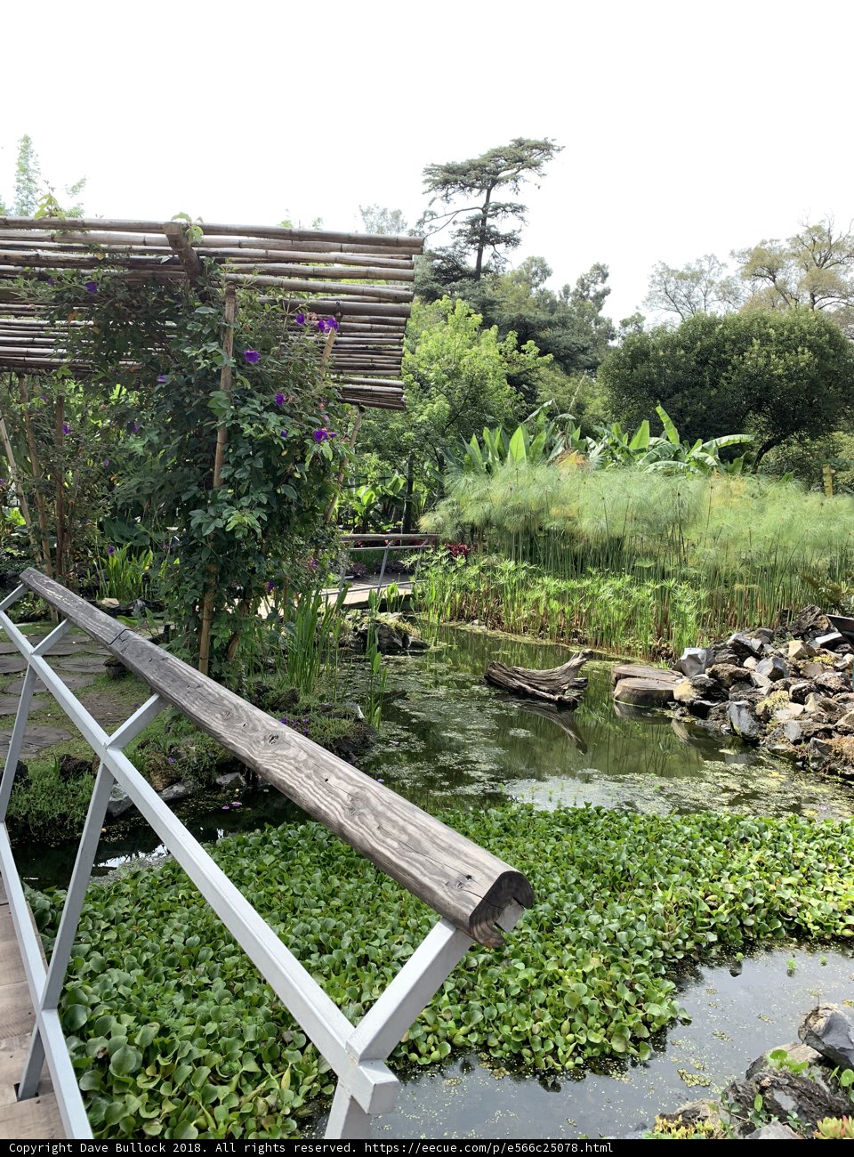 Serene Crossing Over the Pond