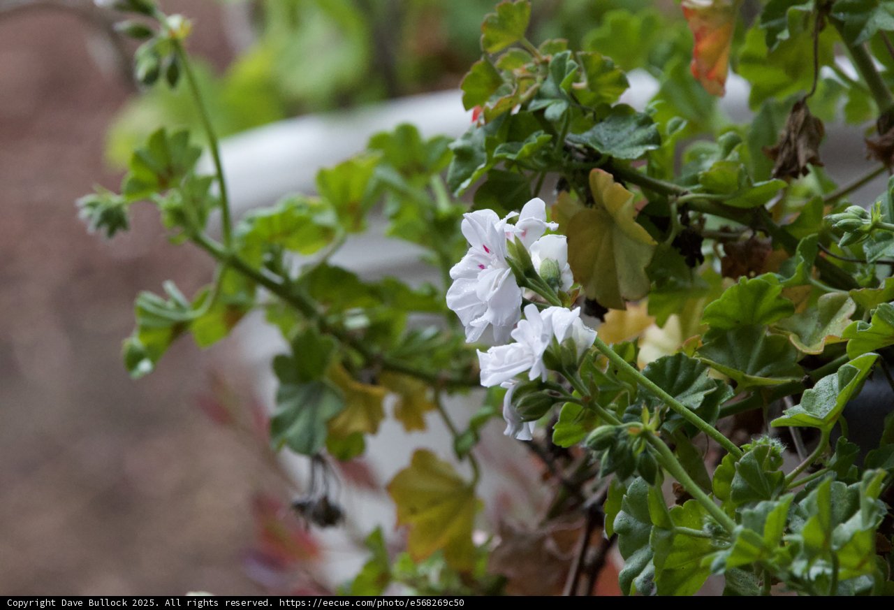 Springtime Geraniums in Bloom