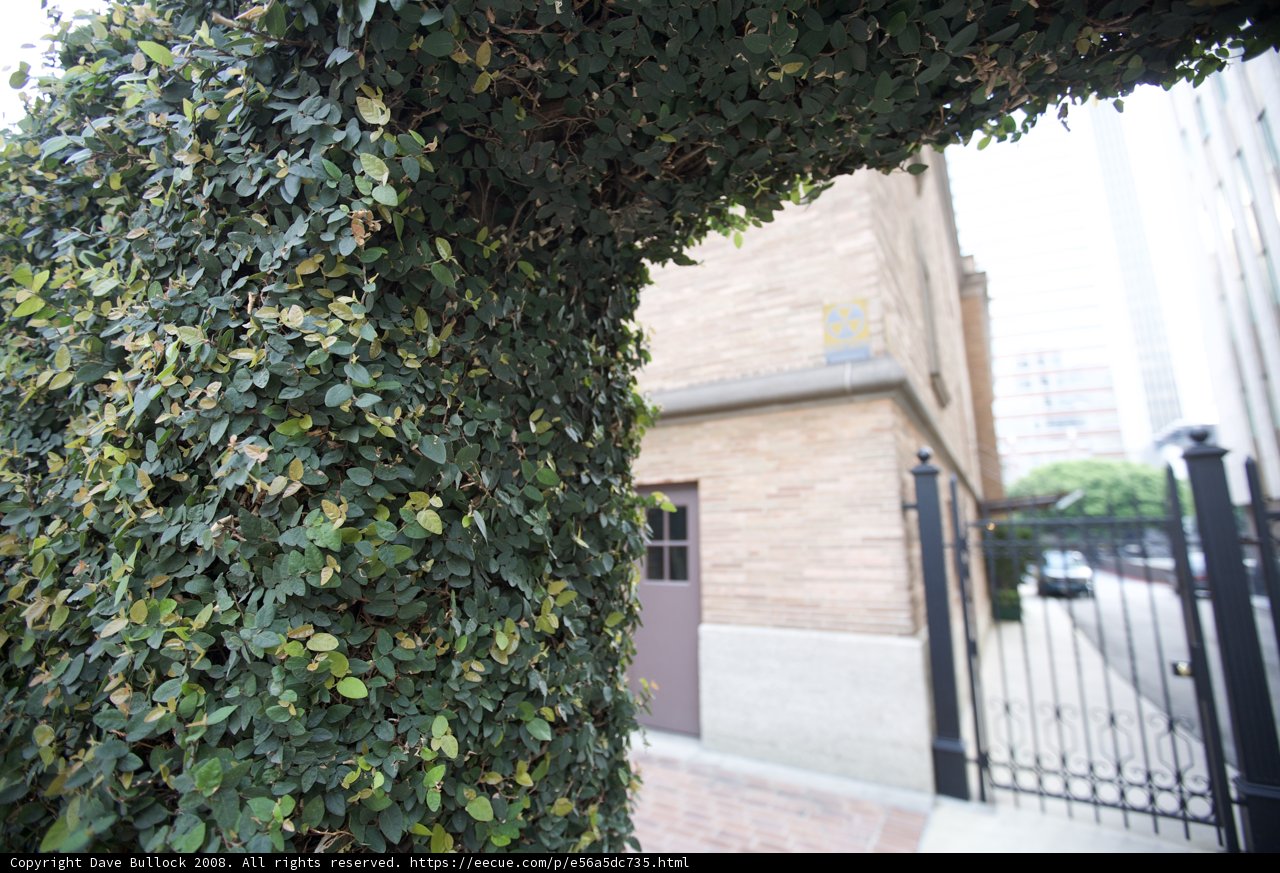 Ivy Covered Archway in Garden Setting