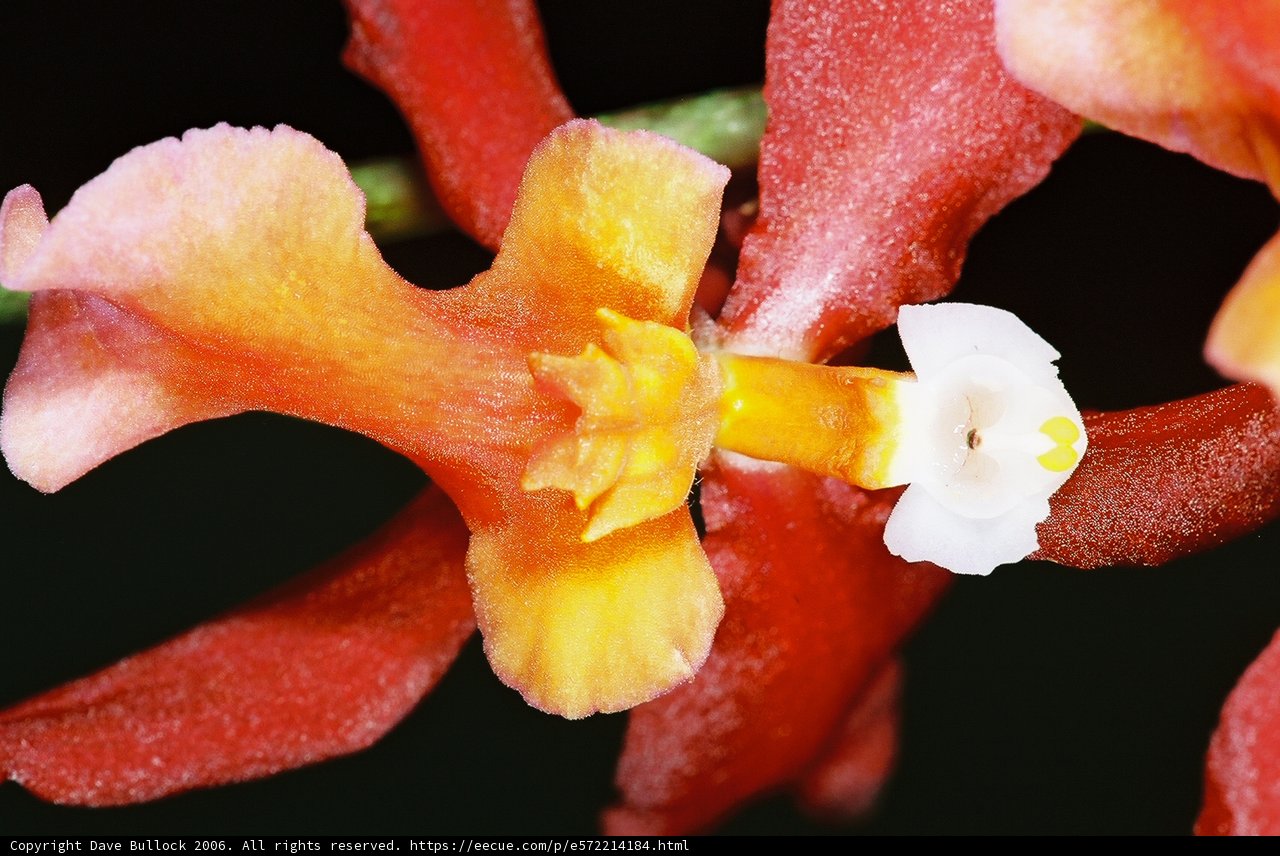 White-Centered Flower