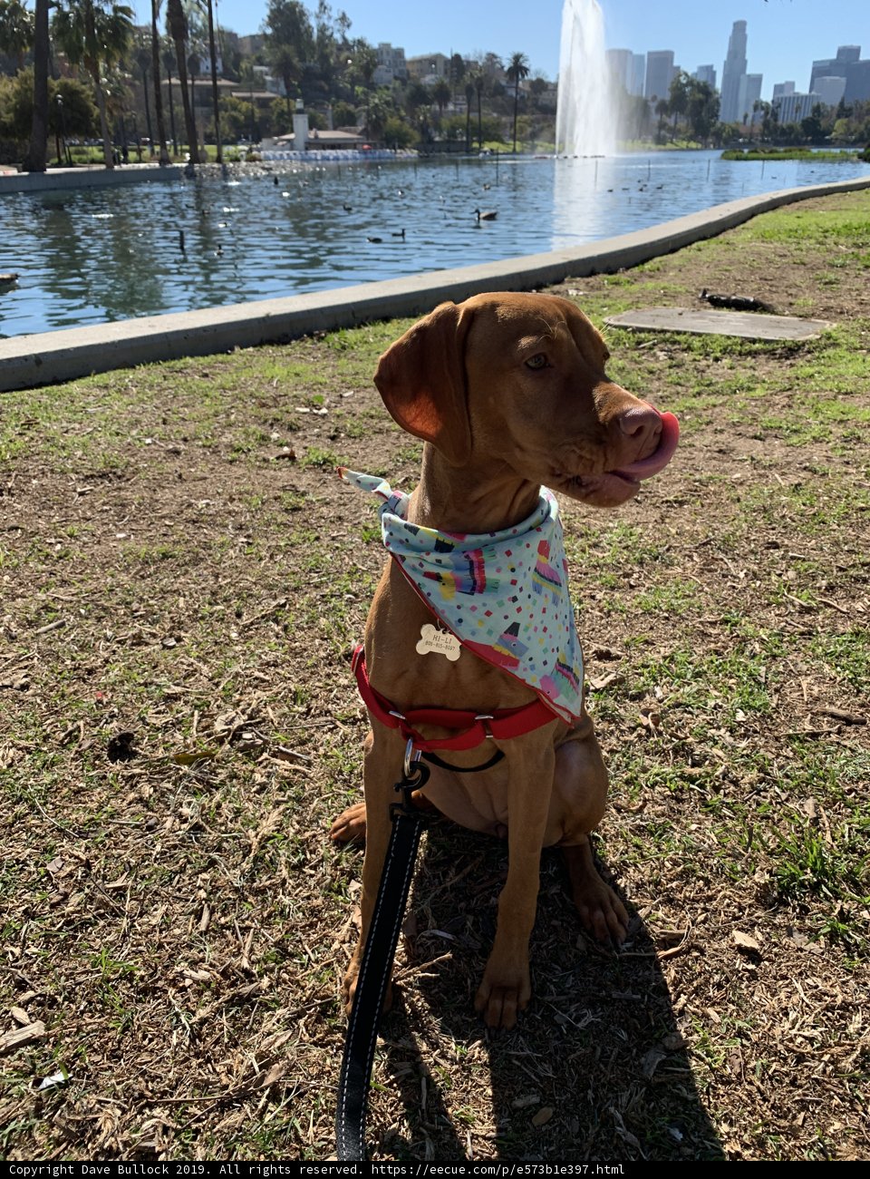 Pretty Pooch in the Park
