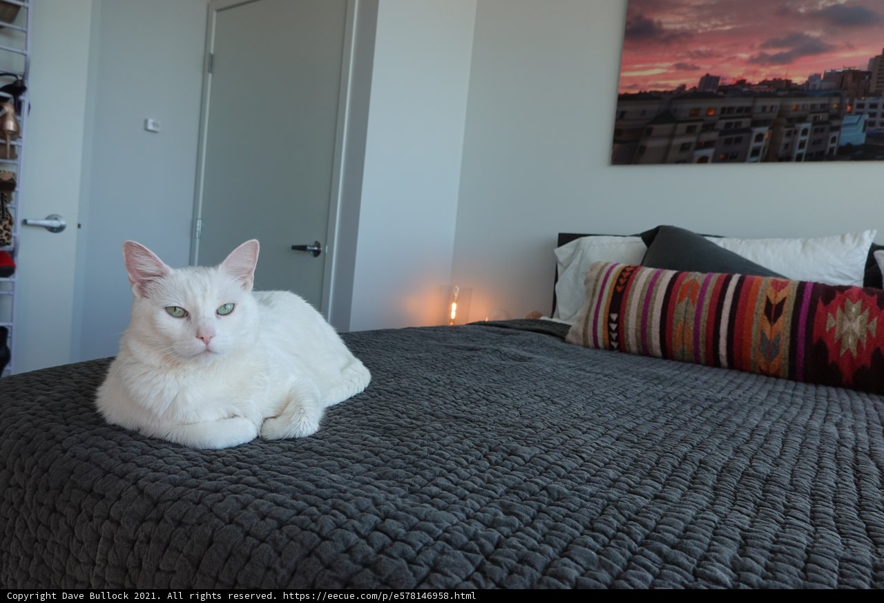 Cushy Companions