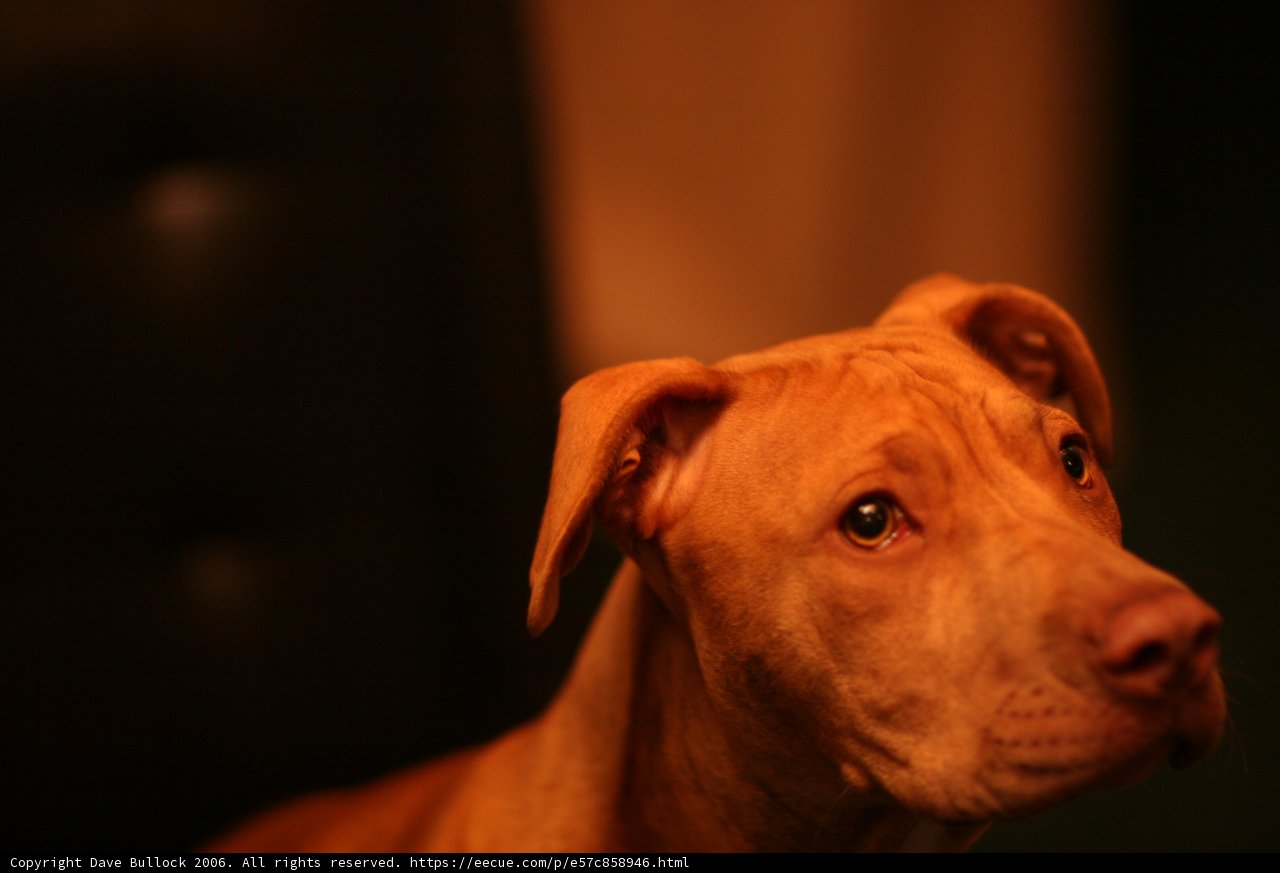 The Enigmatic Gaze