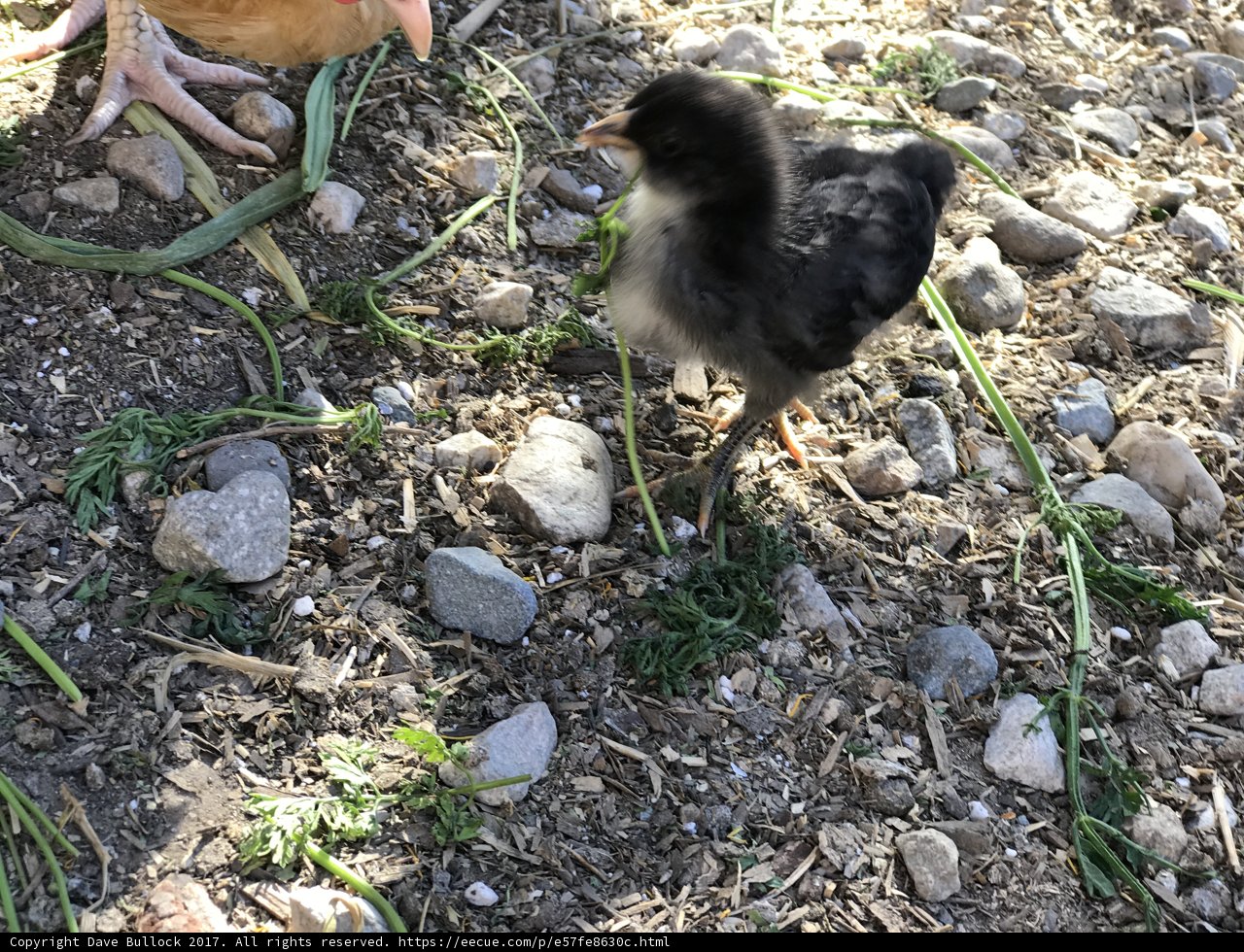 Little Black Chicken in the City