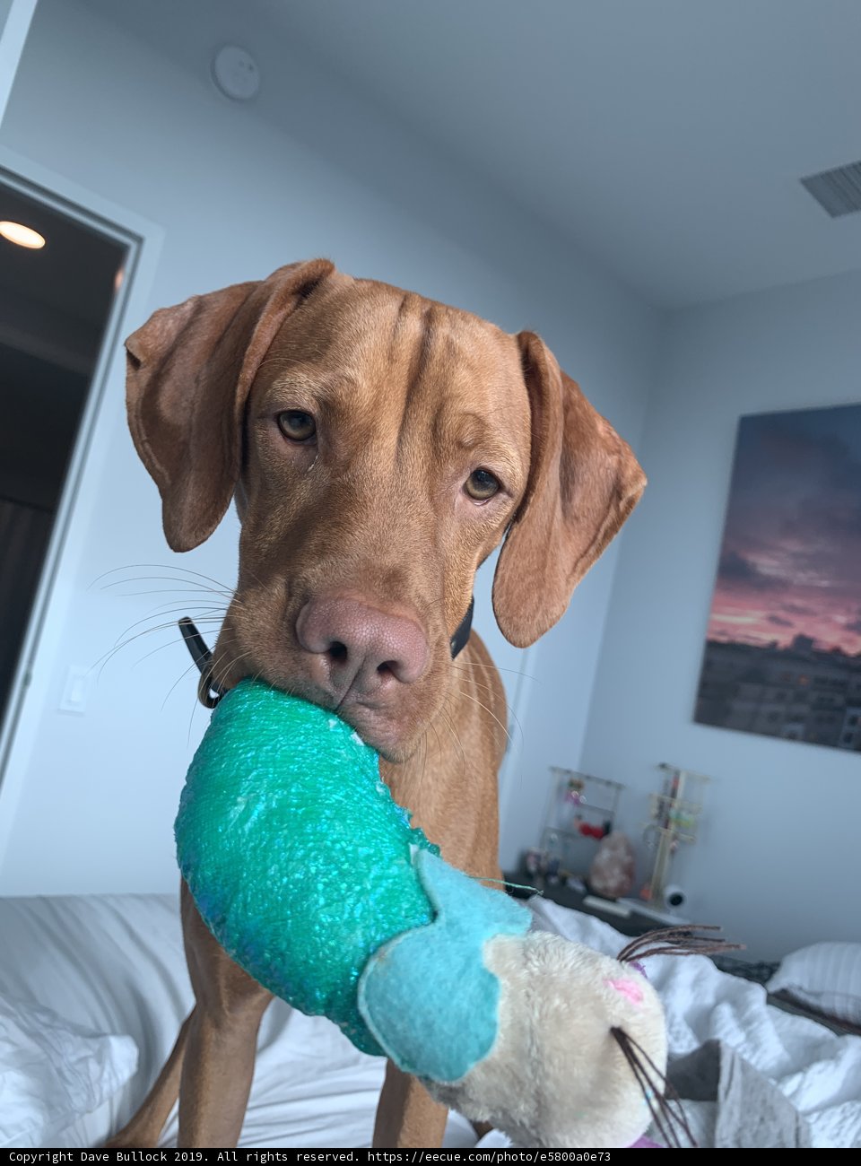 Playtime with a loyal companion