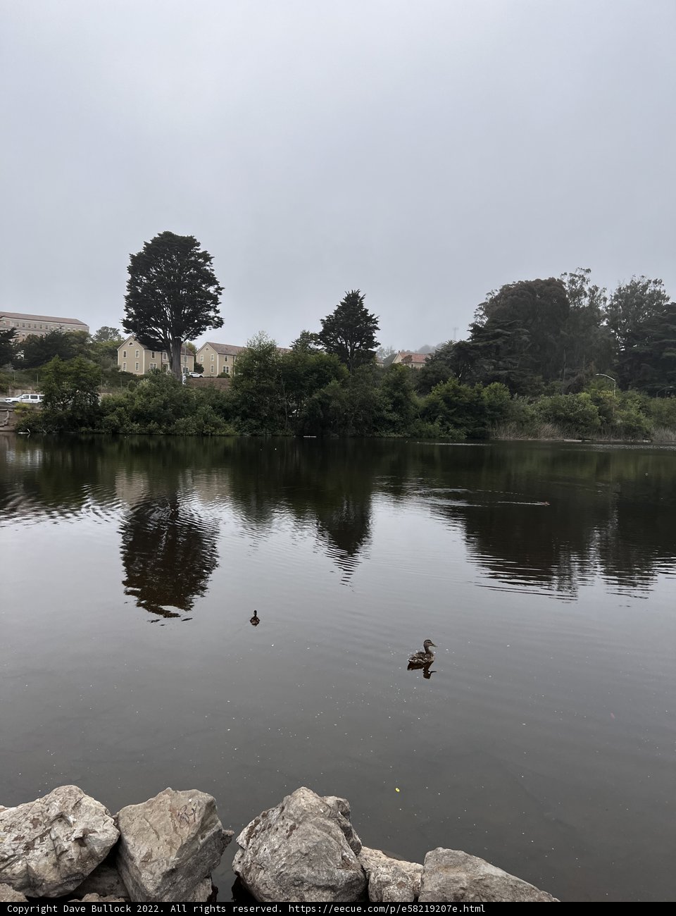 Peaceful Pond Life