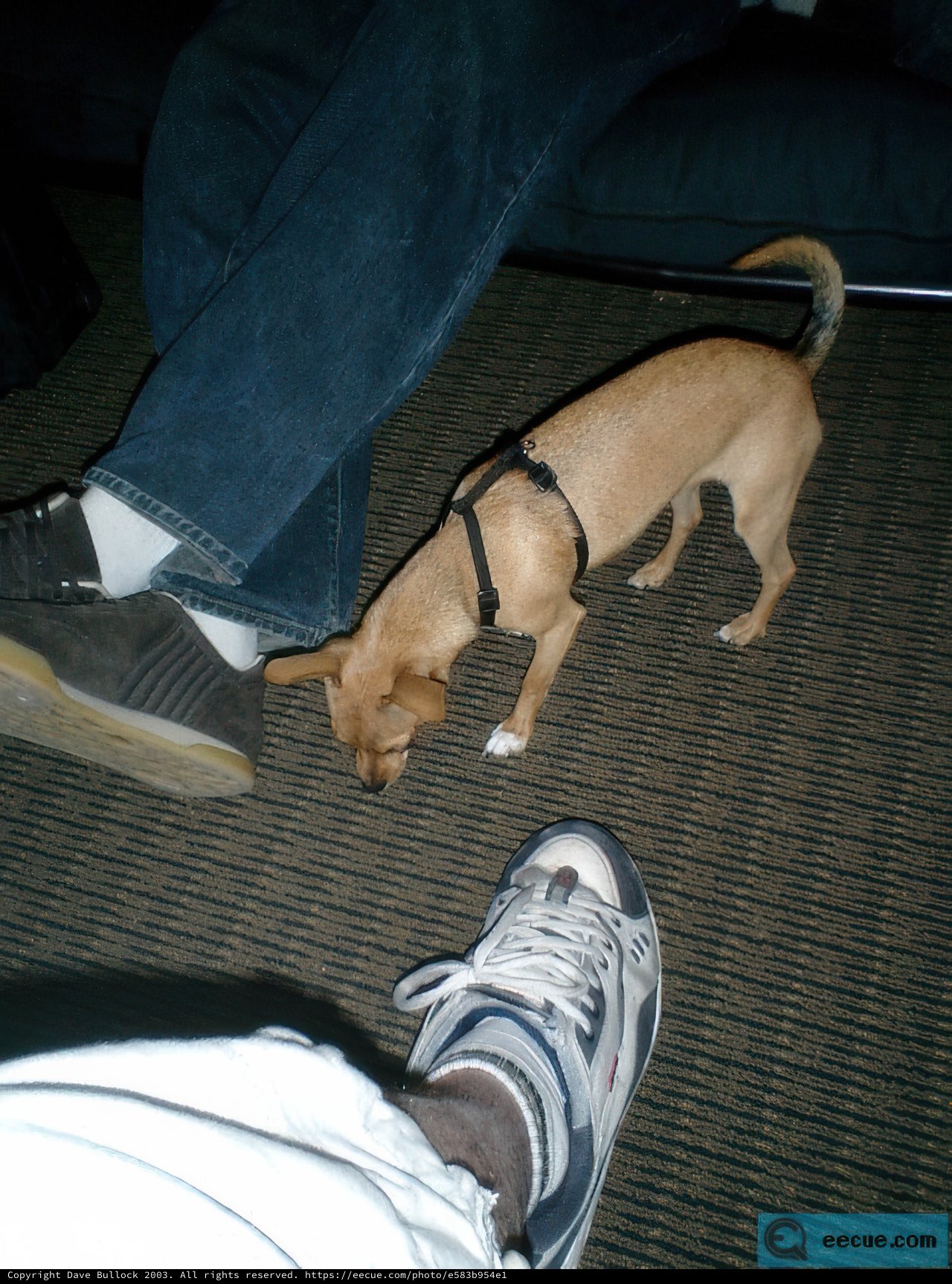 Close Encounter with a Curious Canine