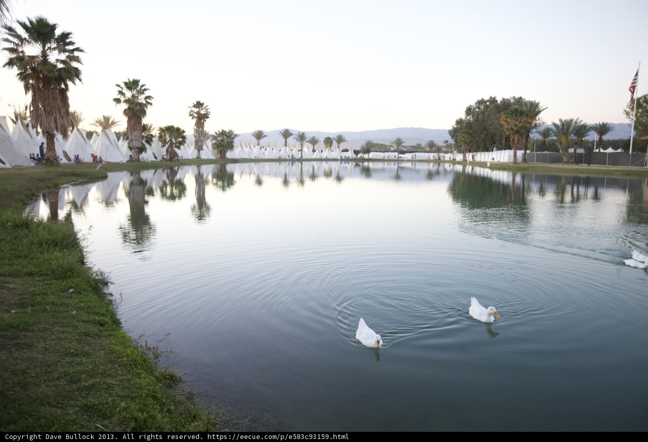 Graceful Swans on the Coachella Lake