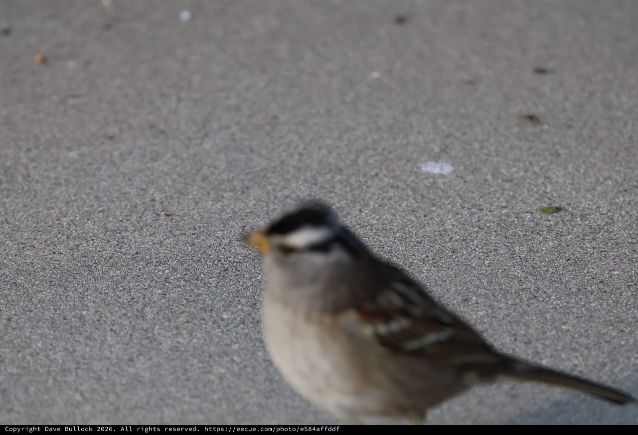White-Crowned Sparrow on Asphalt Path Close-Up