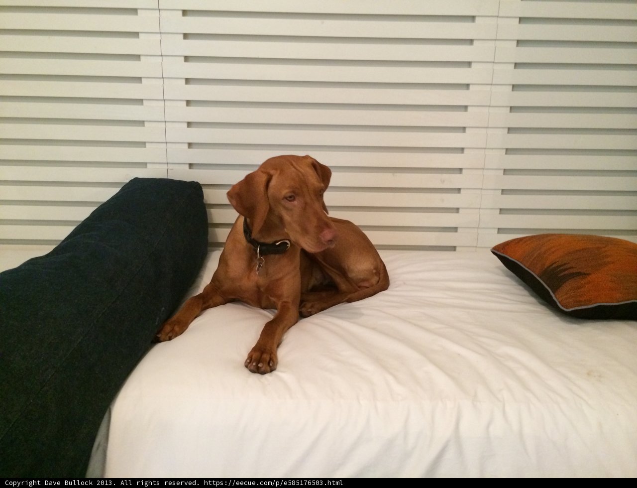 Canine Comfort