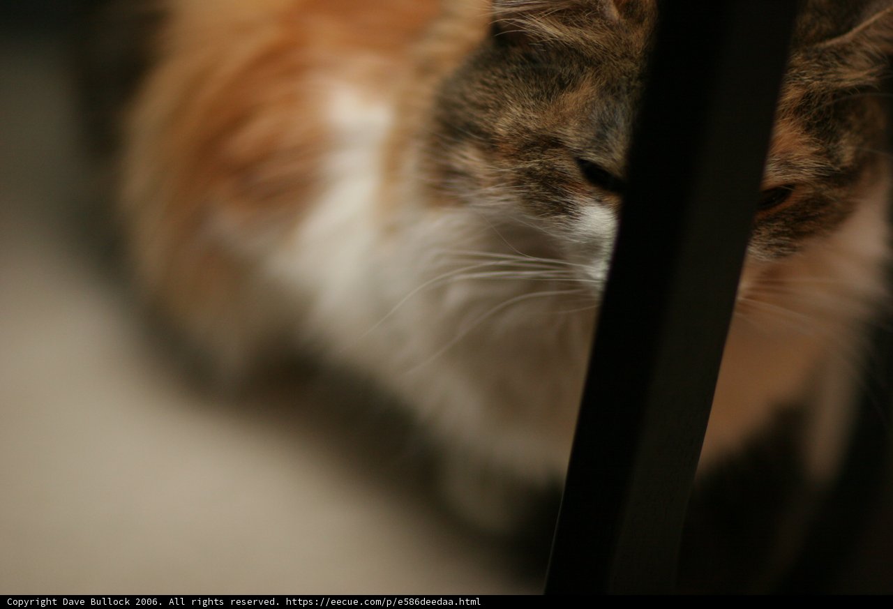 Feline Focus