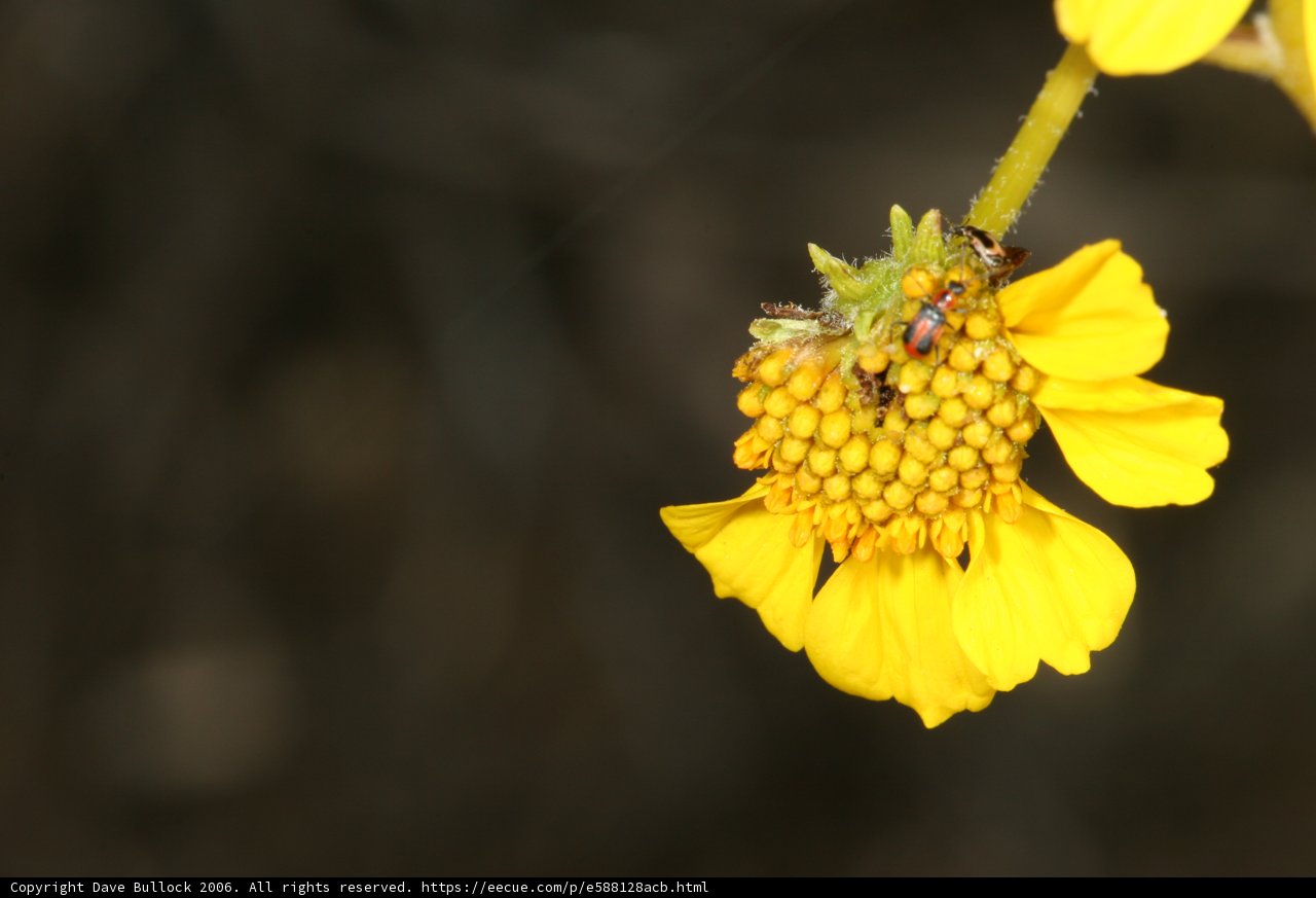 Busy Bee on a Daisy