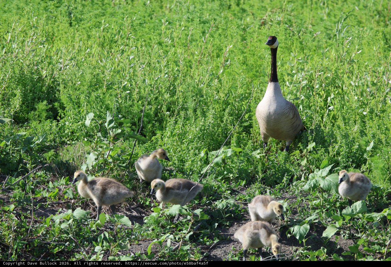 Canada Goose Family Foraging in Yolo Wetlands