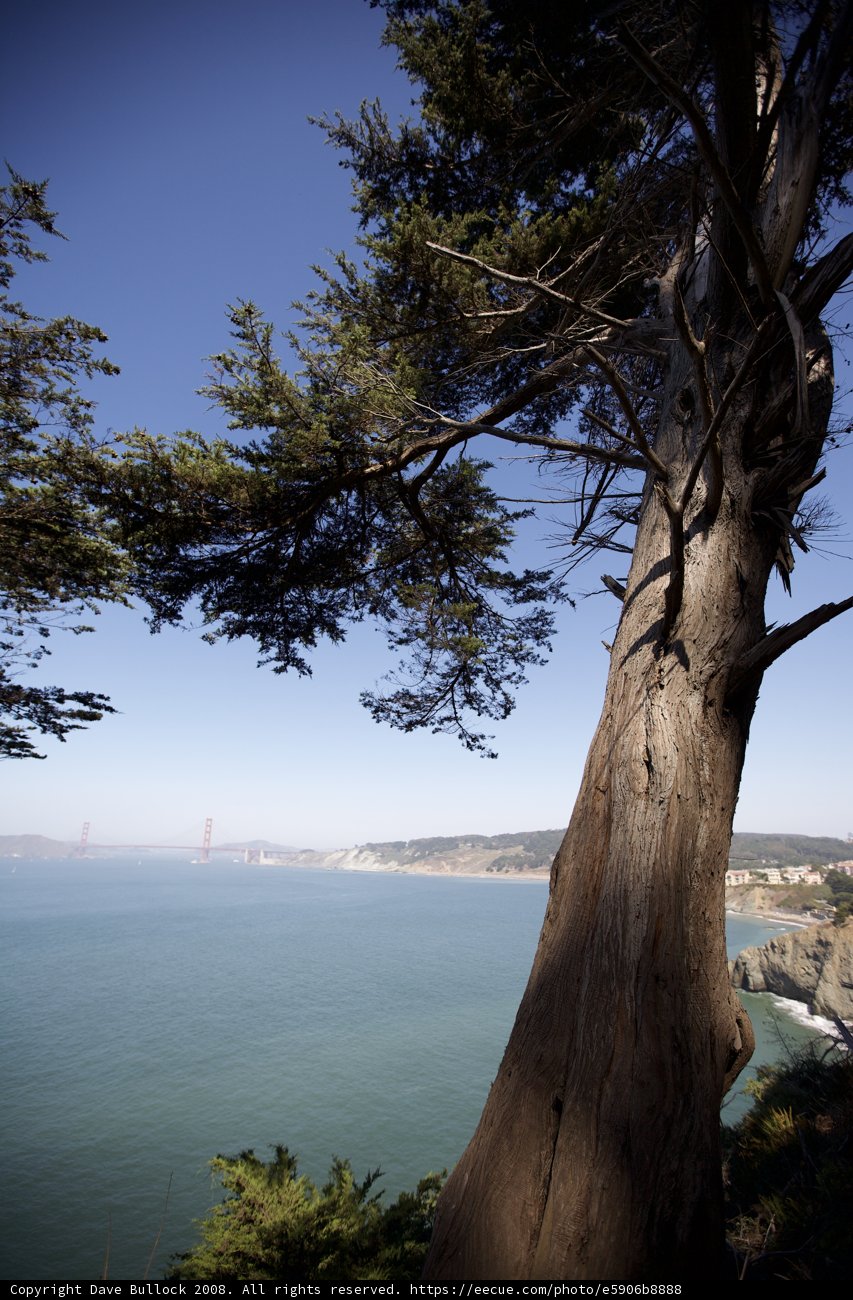 Majestic Tree and Golden Gate Bridge