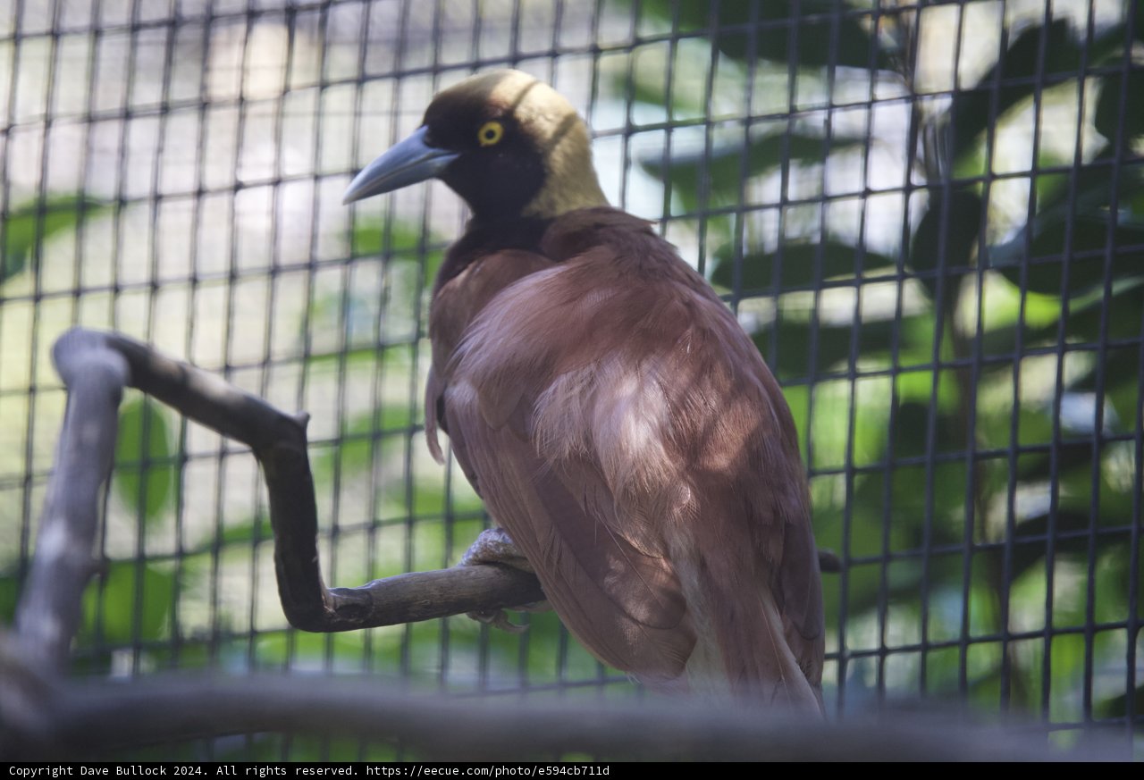 Enigmatic Avian Elegance