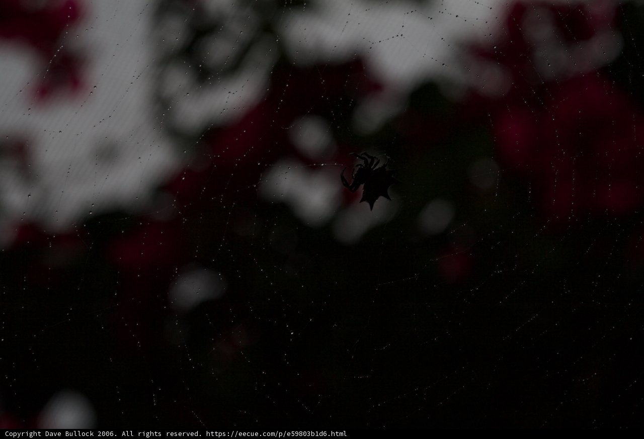 Dark Encounter with a Red-Flowered Spider