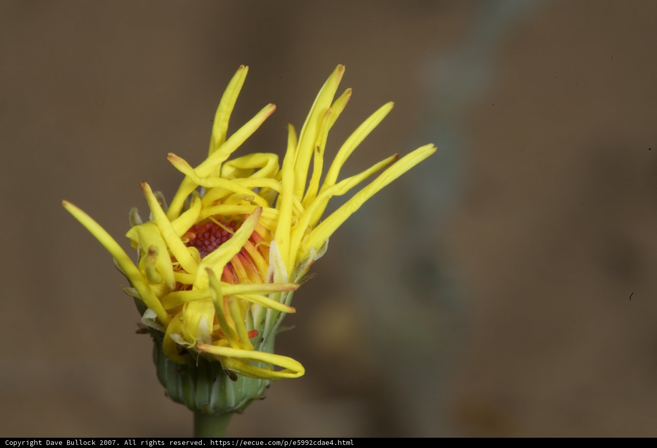 Desert Daisy