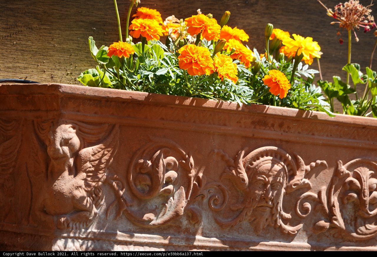 Vibrant Marigold Flower Box