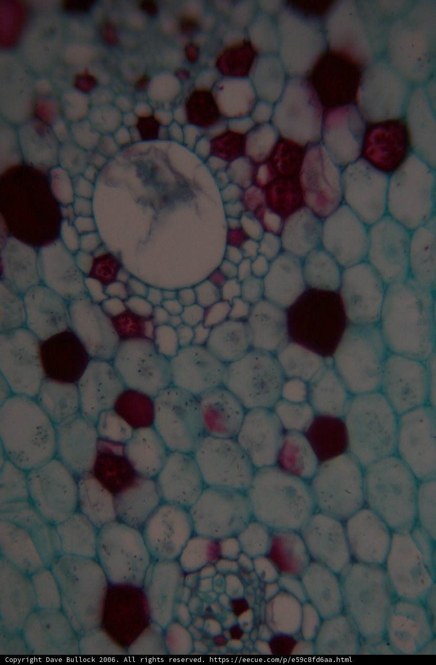 Cellular Patterns
