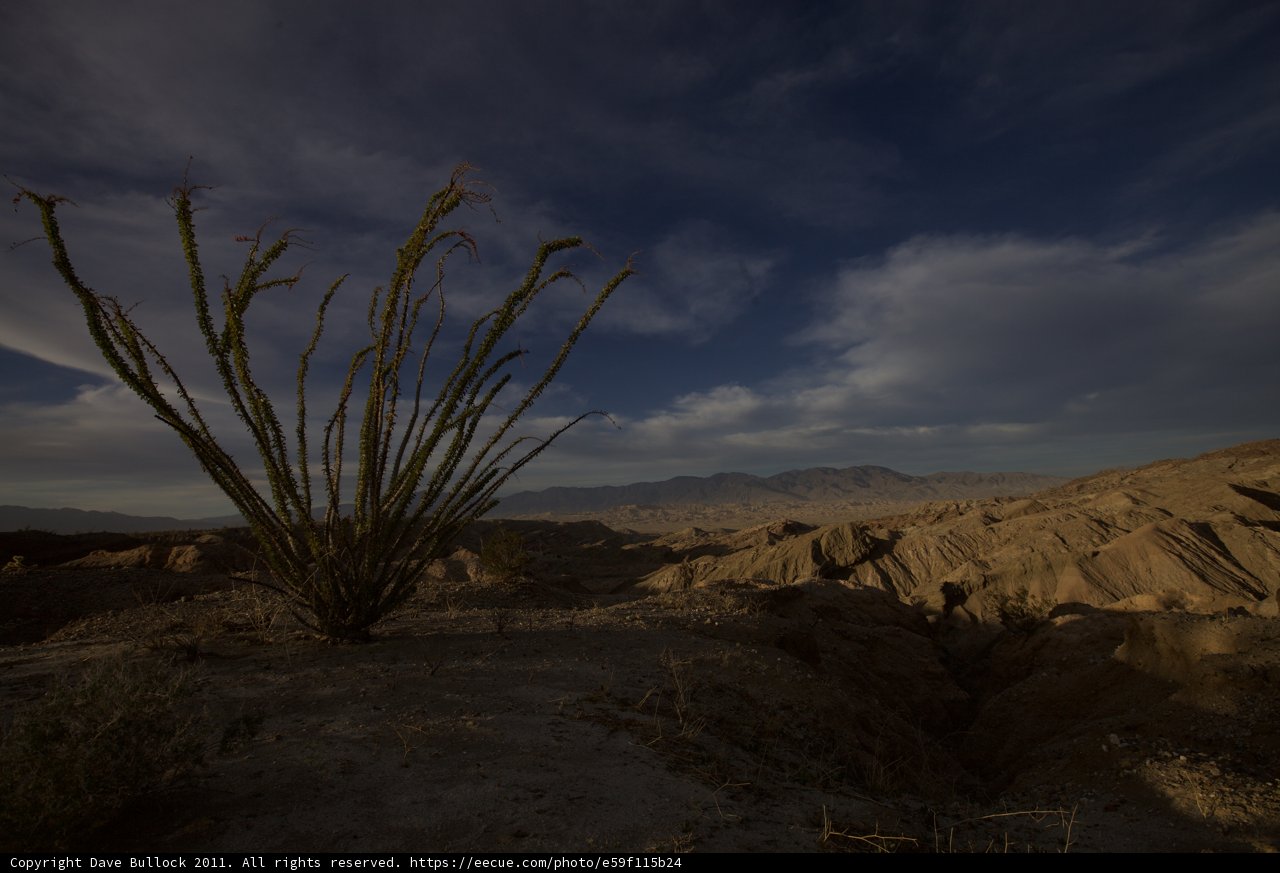 Desert Delight