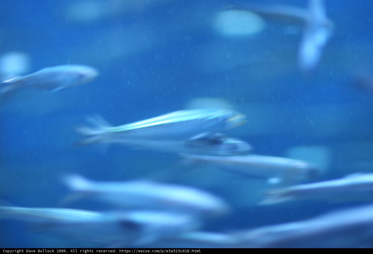 An Underwater World