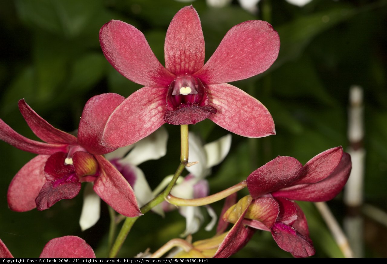 A Vibrant Red Orchid Blooms