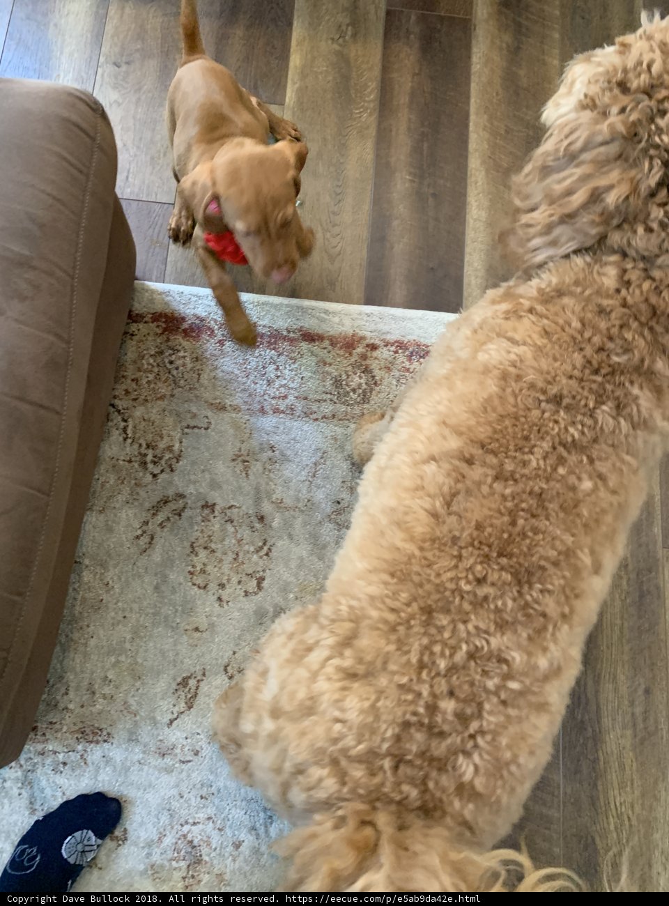Ruffhousing on the Rug