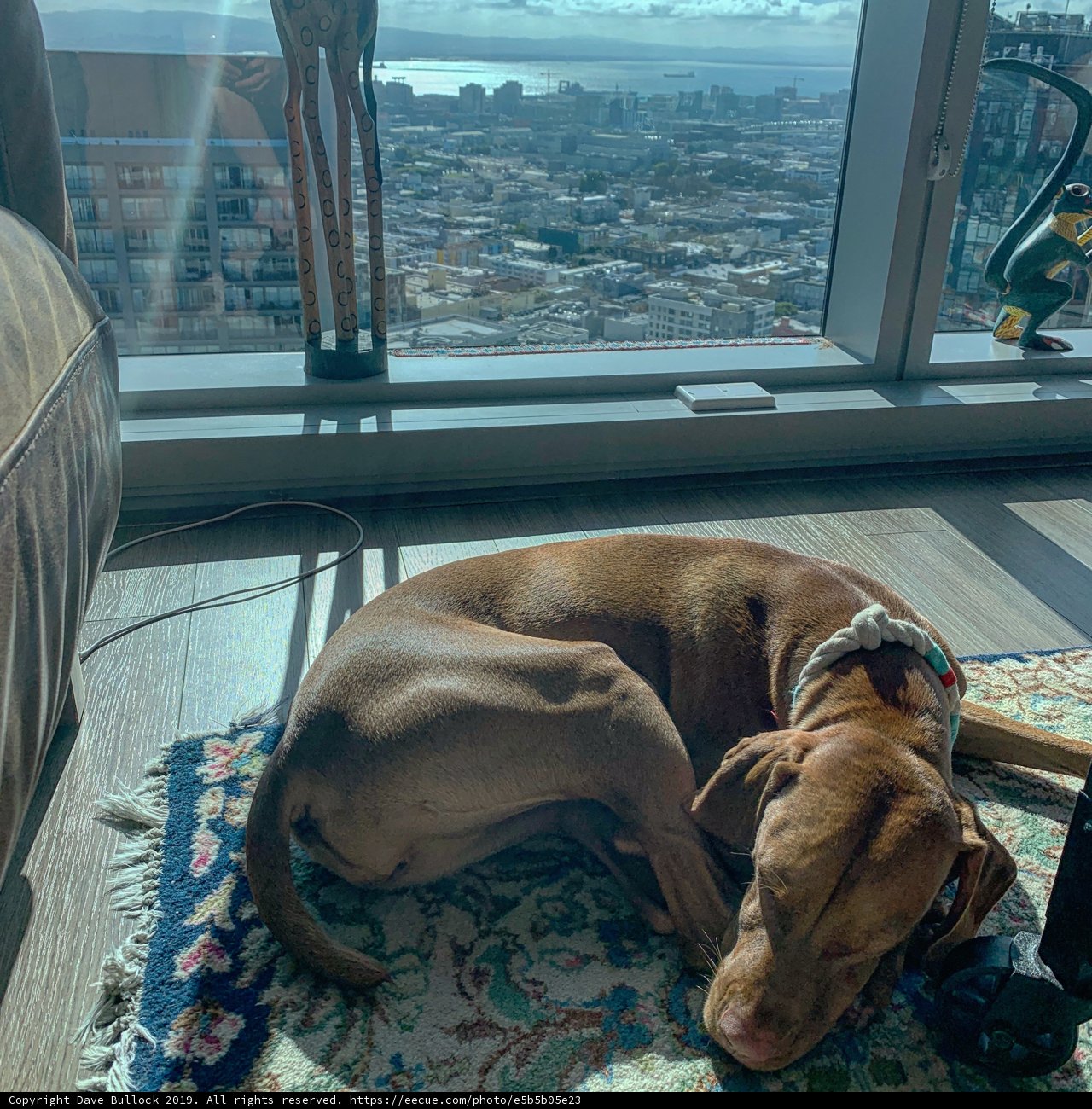 Urban Canine Relaxation