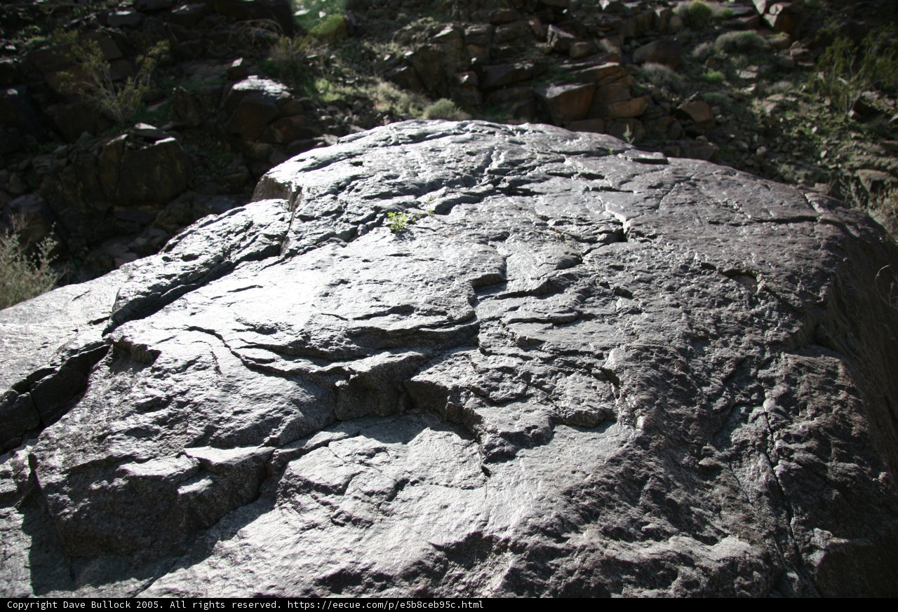 The Resilient Plant on Slate Rock