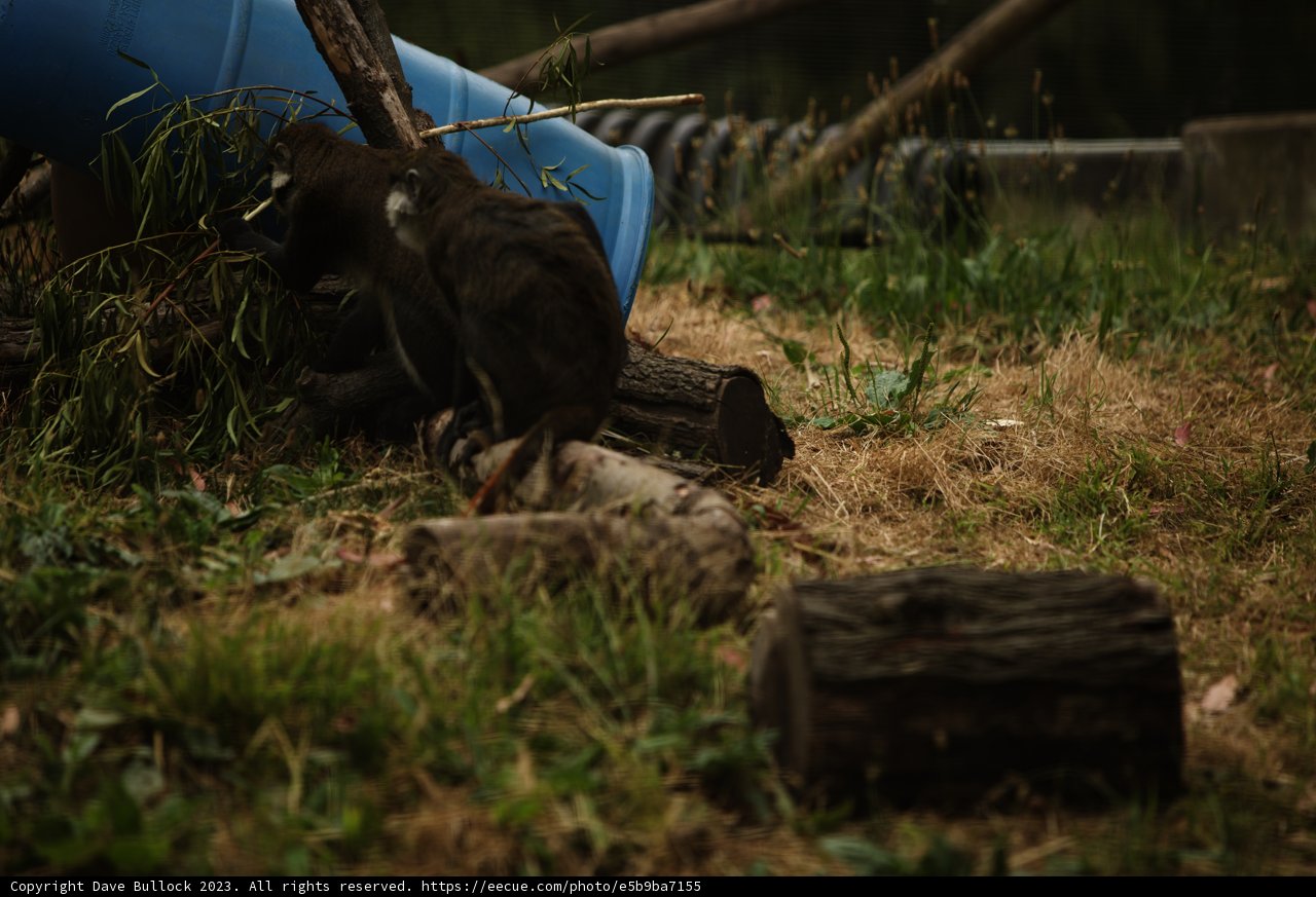 Peaceful Primate Pastime at Oakland Zoo