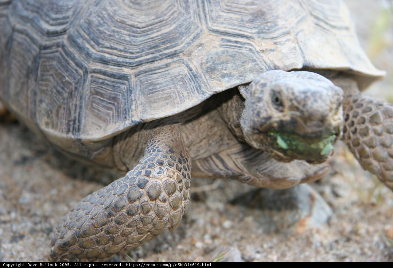 Hungry Box Turtle
