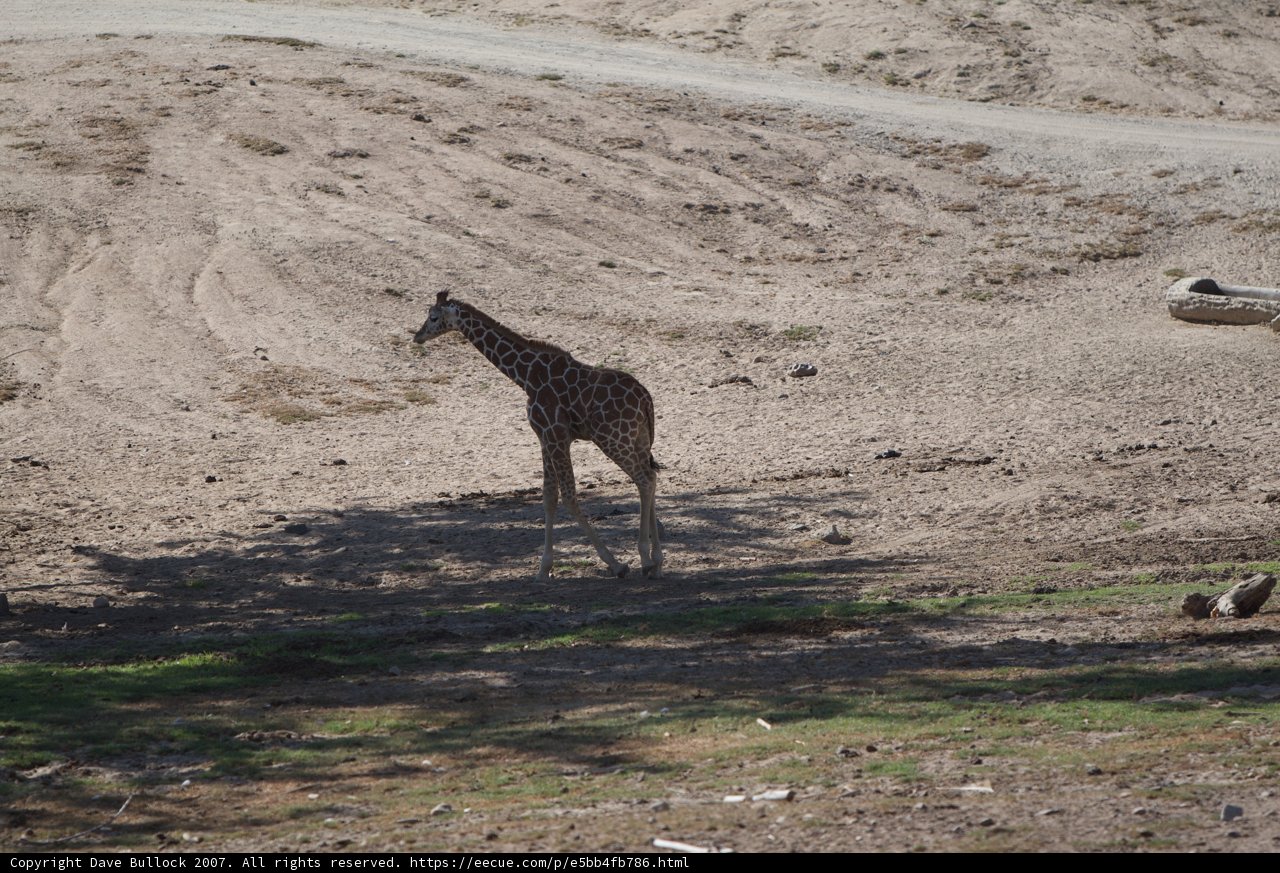 Majestic Giraffe Strolling Through the Grassland