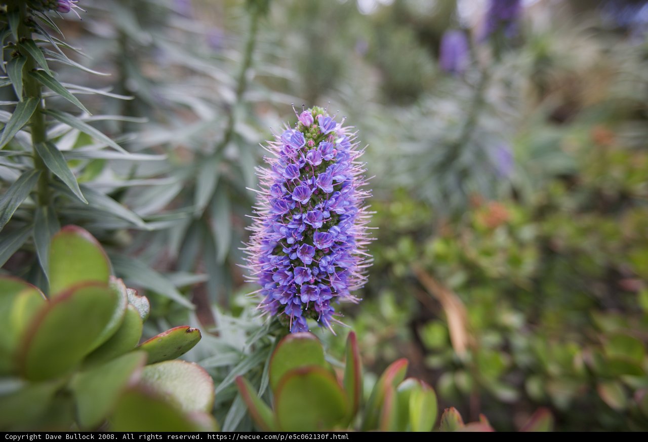 Purple Lupin in Foliage