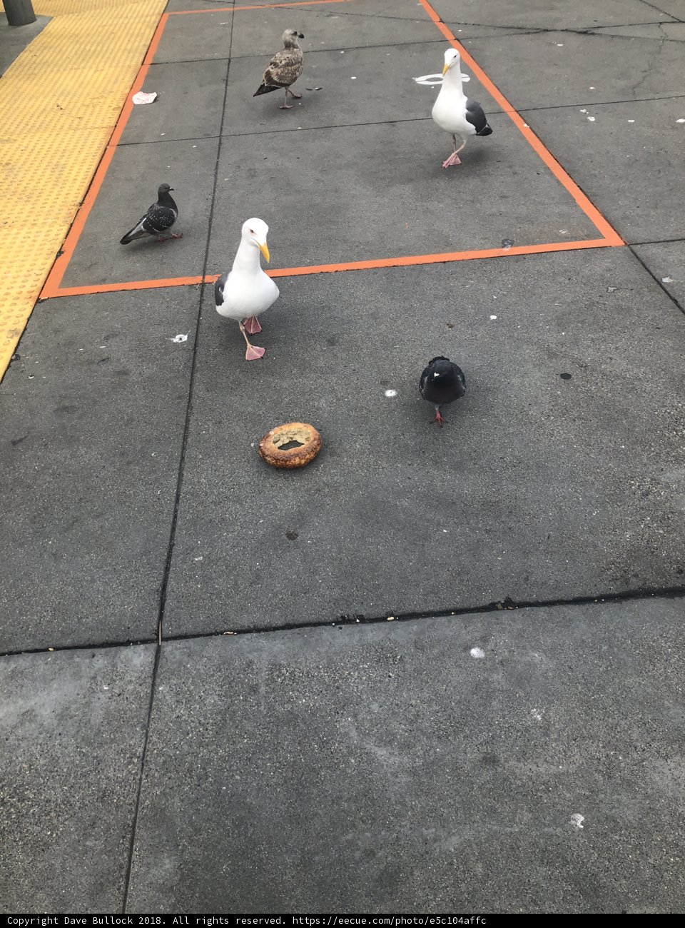 Feathered Friends on the Sidewalk