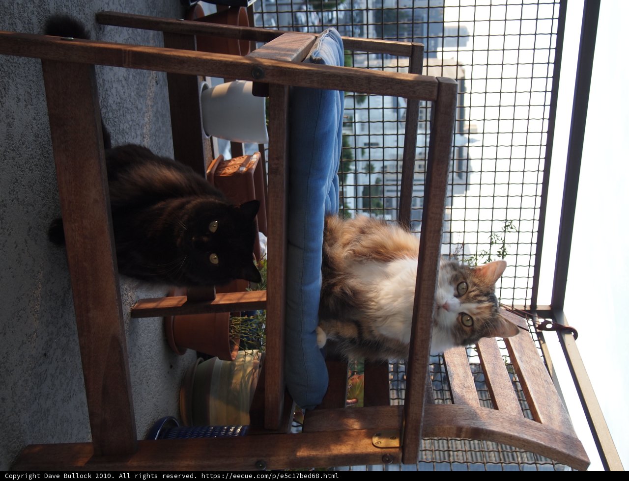 The Feline Throne