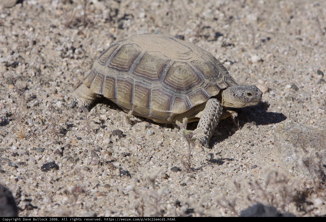 Desert Turtle Trek
