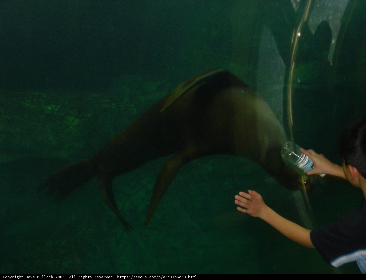 Feeding Time at the Aquarium