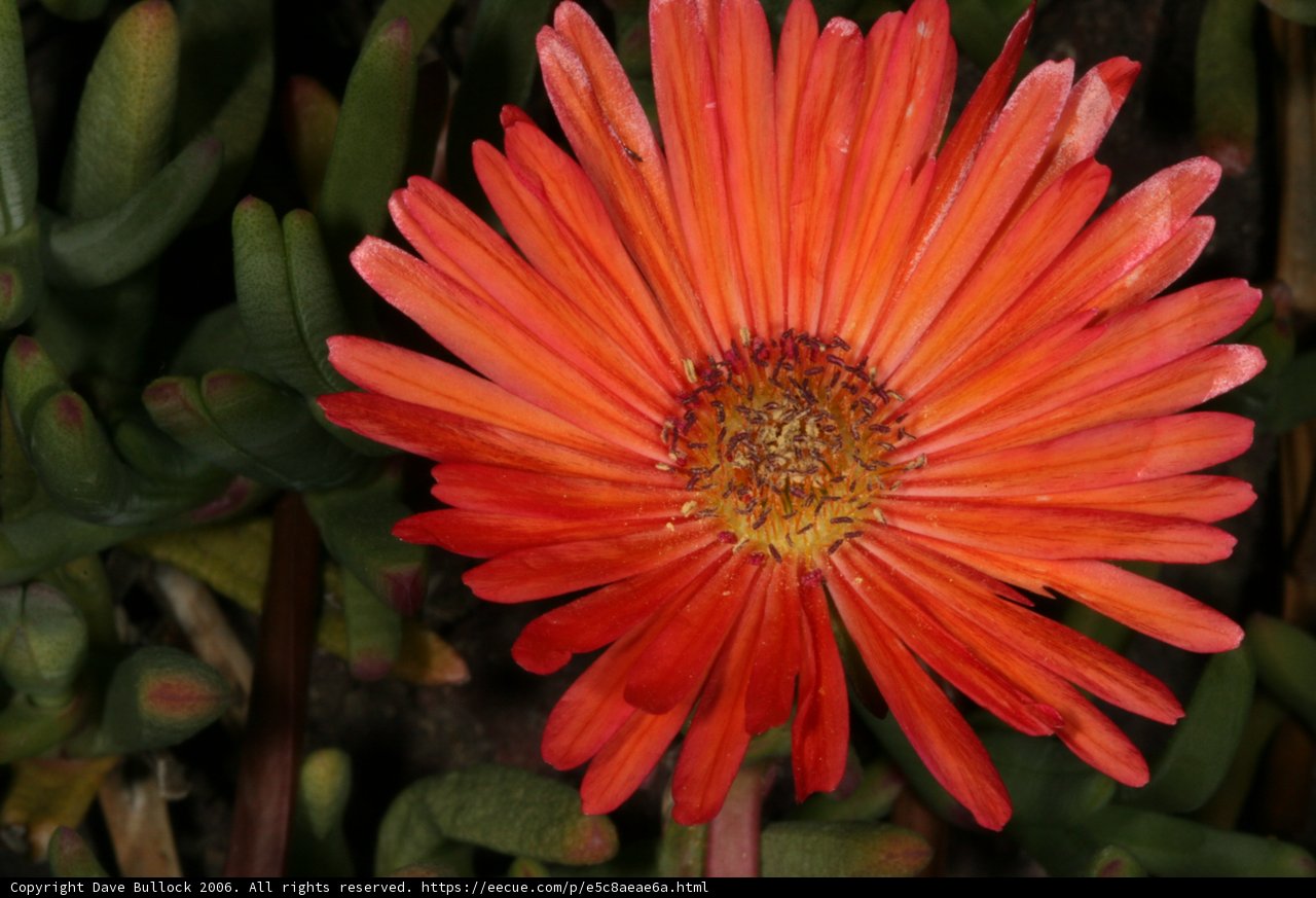 Vibrant Orange Daisy in Full Bloom