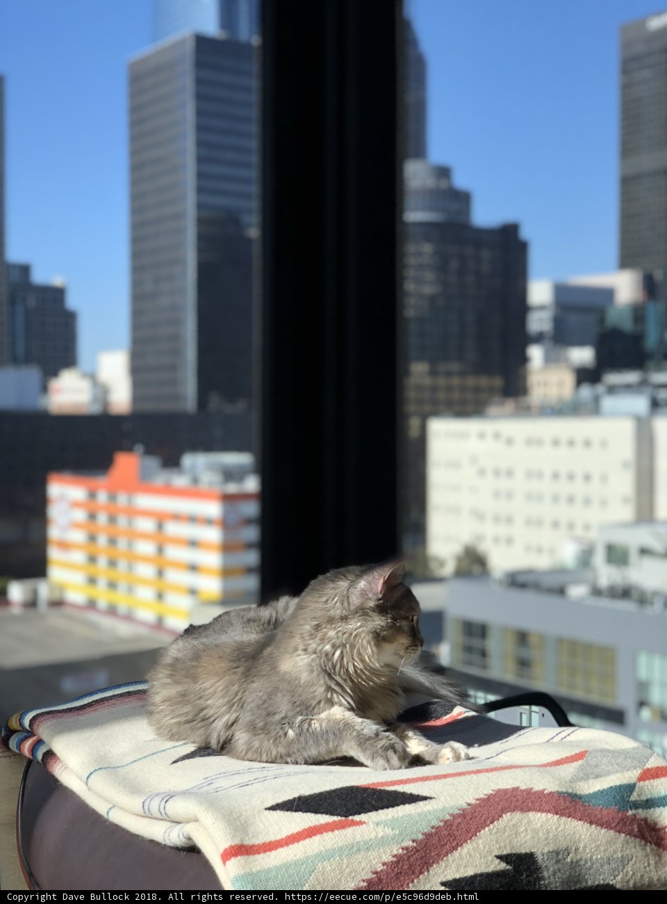 City Cat's Relaxation