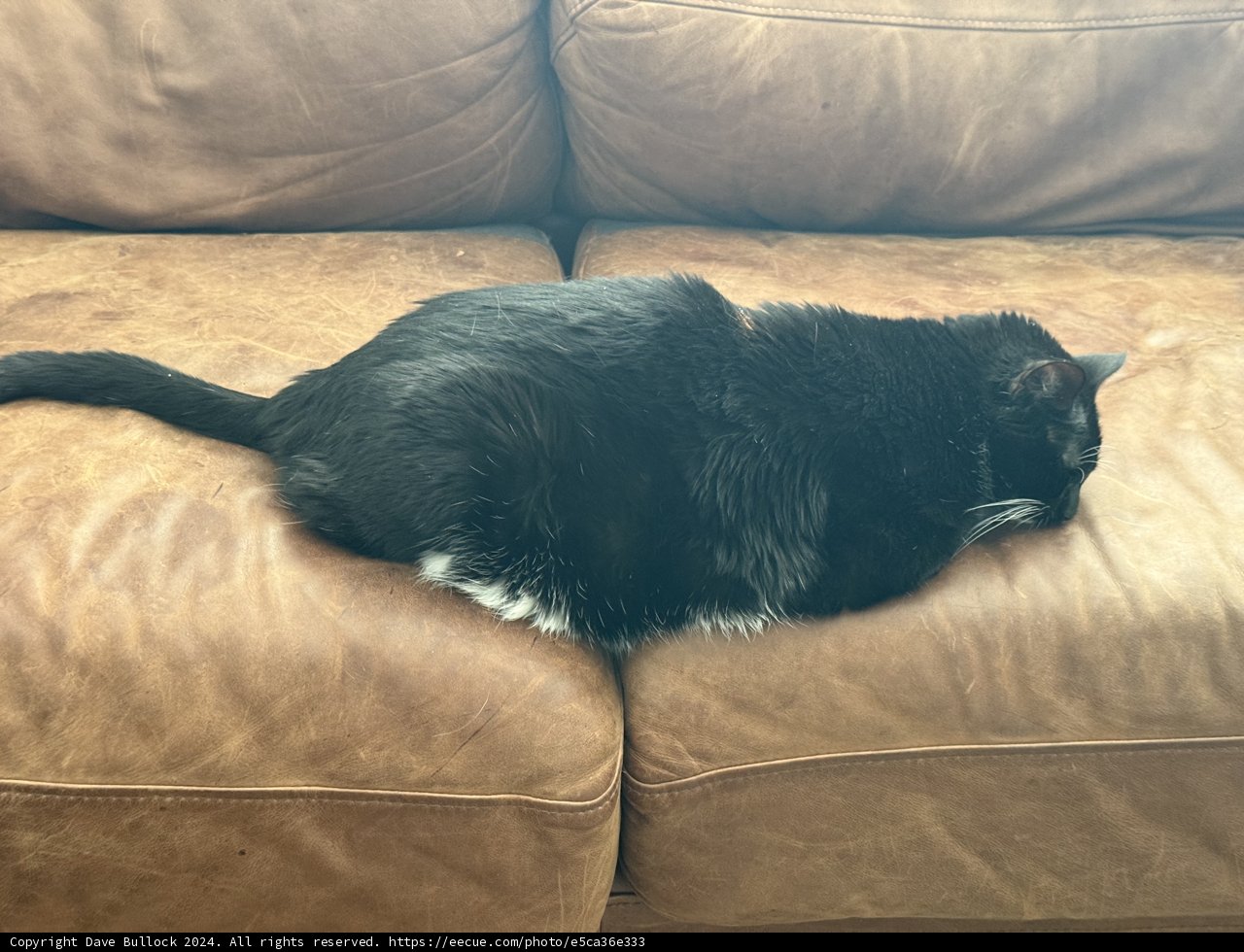 Cozy Couch Companion