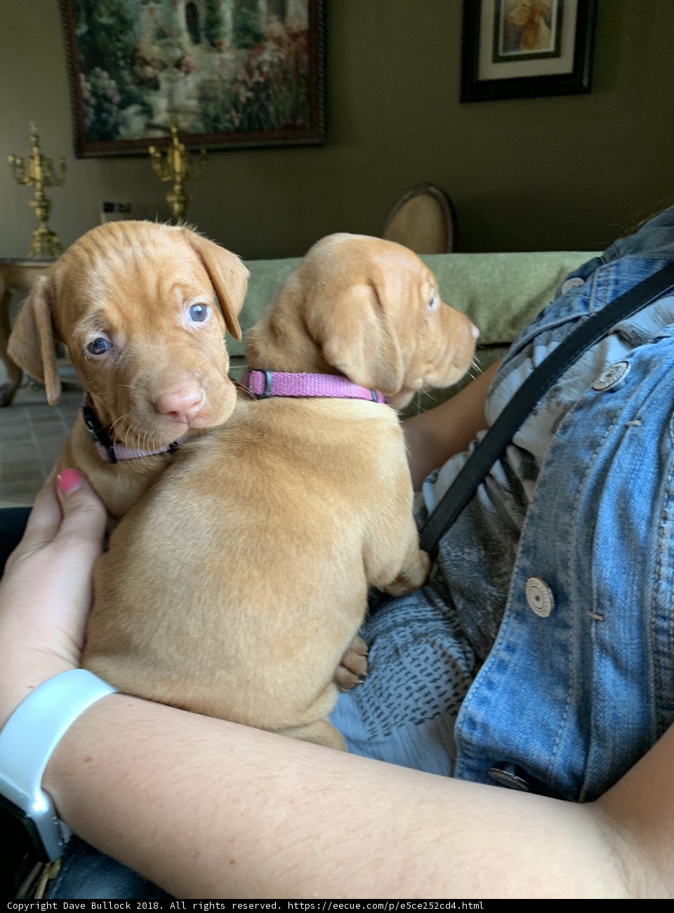 Puppy Love