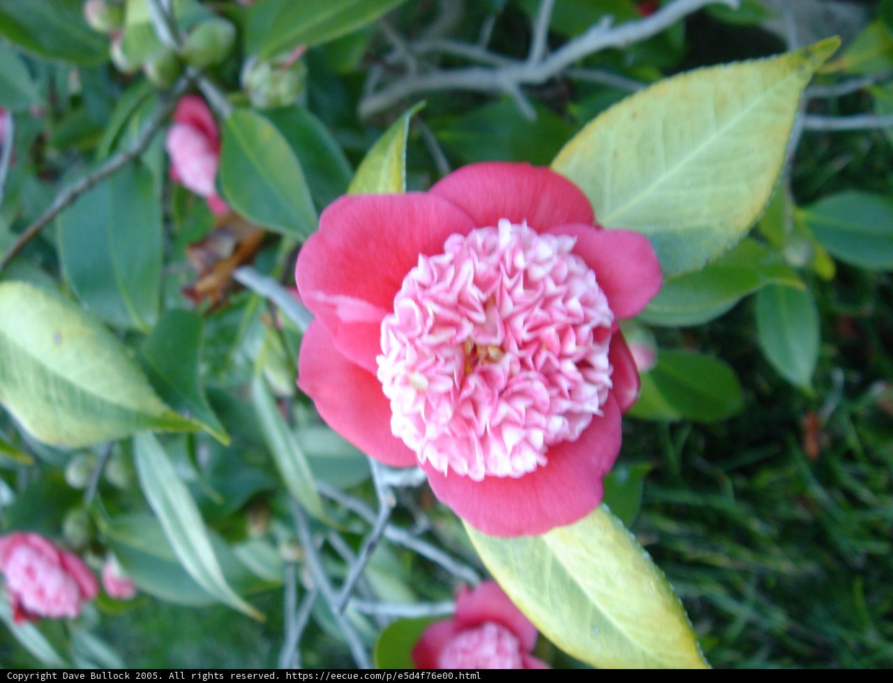 Pink Delight