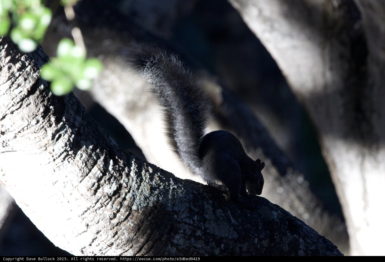 Cautious Watcher