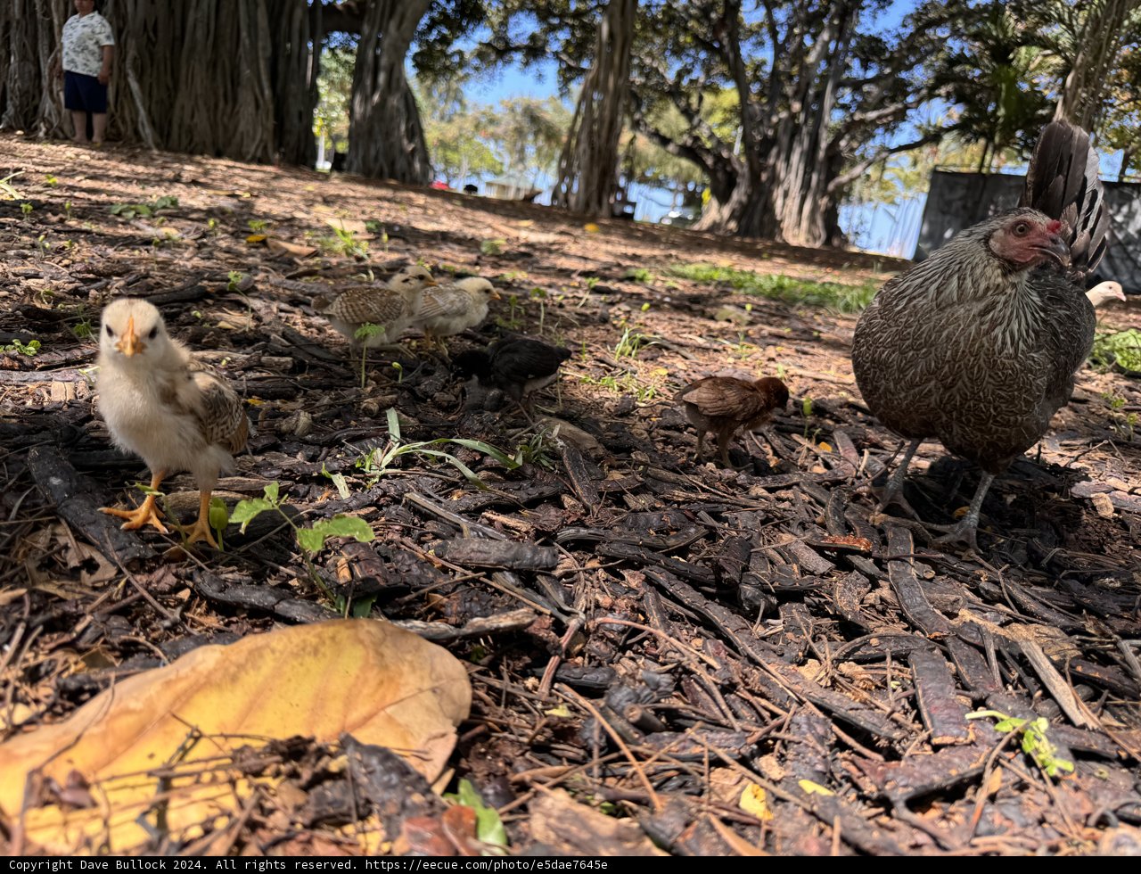 Fowl Play at Honolulu Zoo