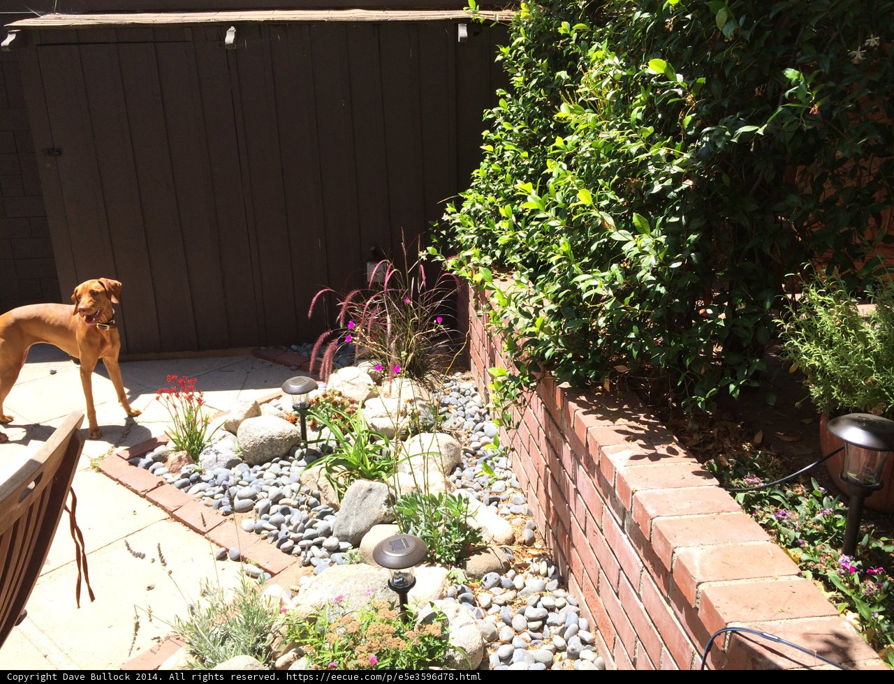 Garden Pup