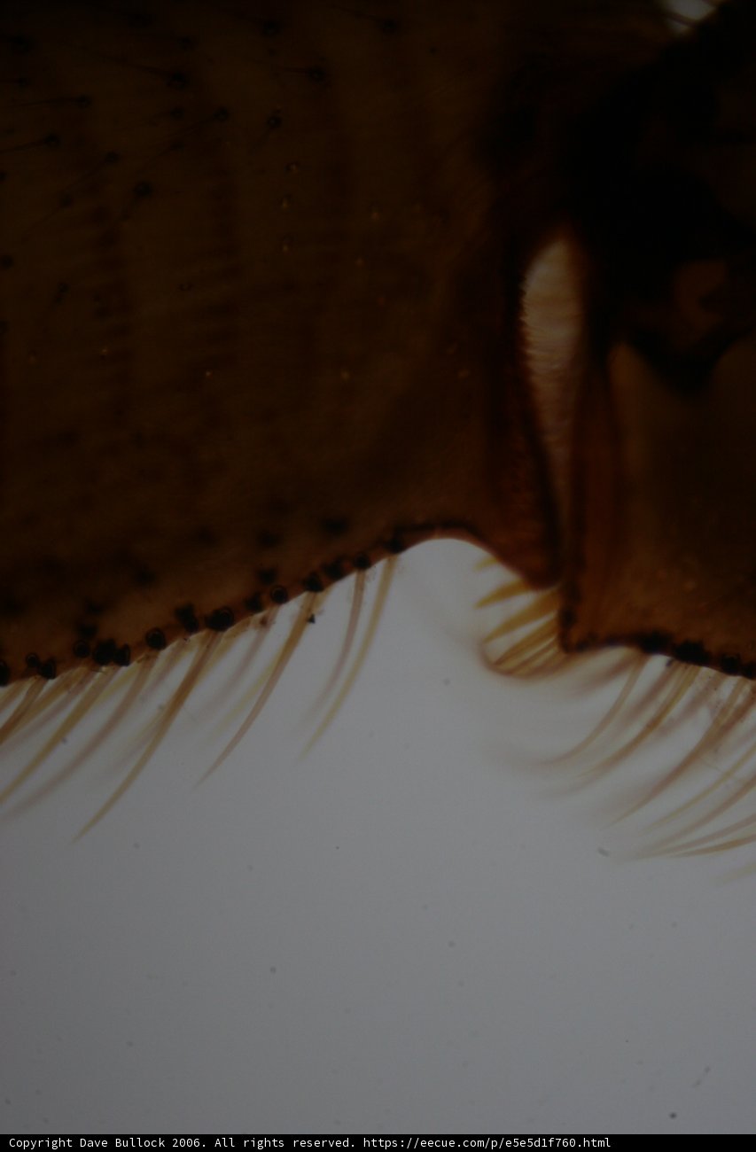 Bug's Close Up