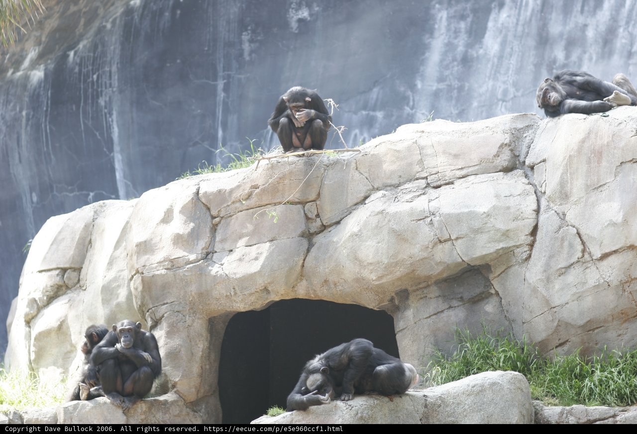 Monkey Business on the Rocks