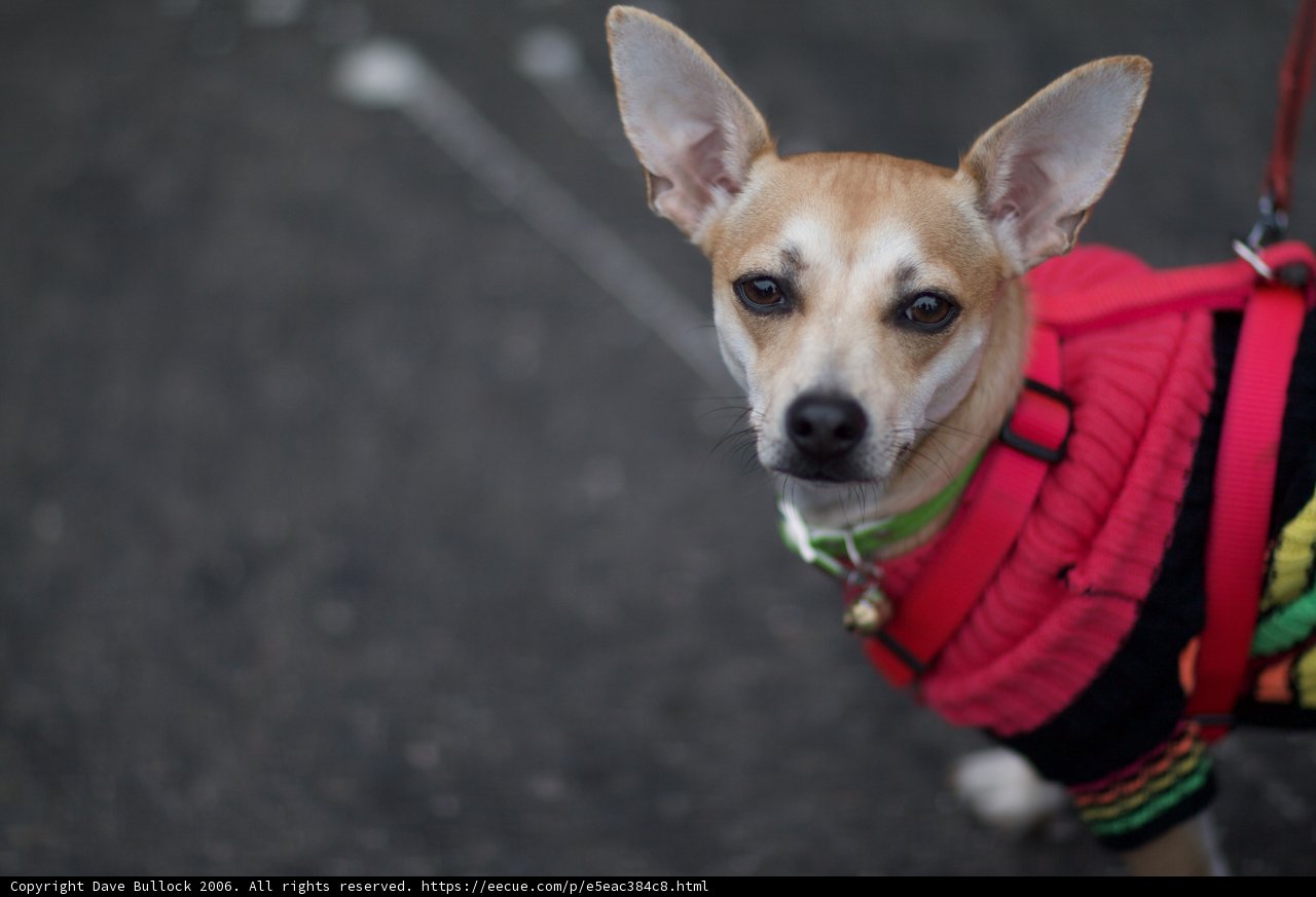 Fashionable Fido